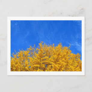 Ginkgo: Gula blad, blå himmel Vykort