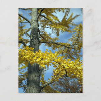 Ginkgo i fall vykort