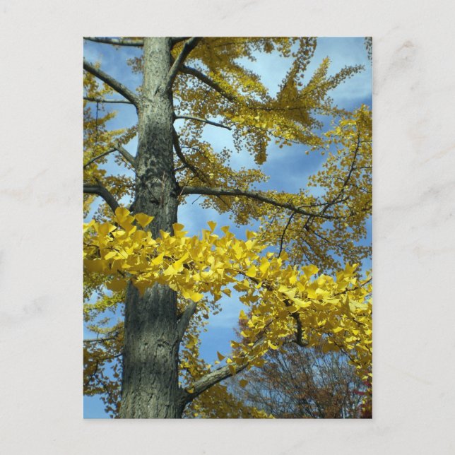 Ginkgo i fall vykort (Framsida)