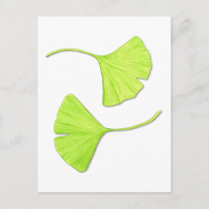 Ginkgo Löv botaniskt vykort