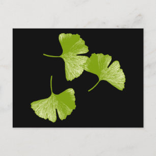 Ginkgo Lövs Vykort