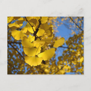 Ginkgo Lövs Vykort