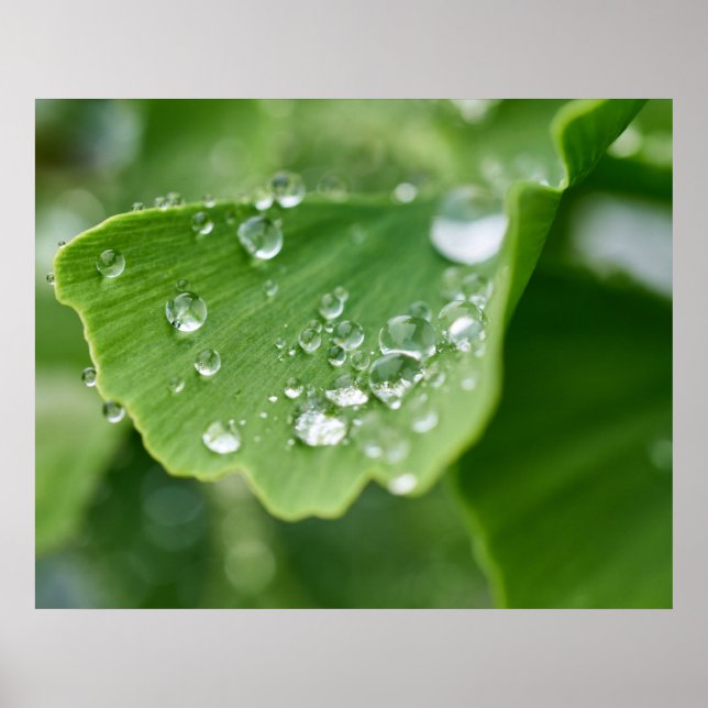 Ginkgo Plant Poster (Framsidan)