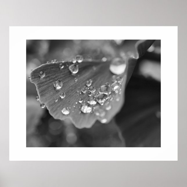 Ginkgo Plant Poster (Framsidan)