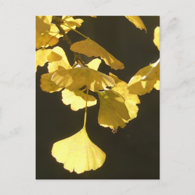 Ginkgo Soliga höstlöv DIY vykort (Framsida)