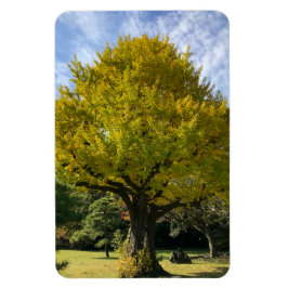 Ginkgo Träd av Golden Gult Magnet
