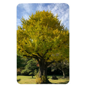 Ginkgo Träd av Golden Gult Magnet