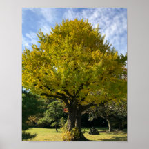 Ginkgo Träd av Golden Gult