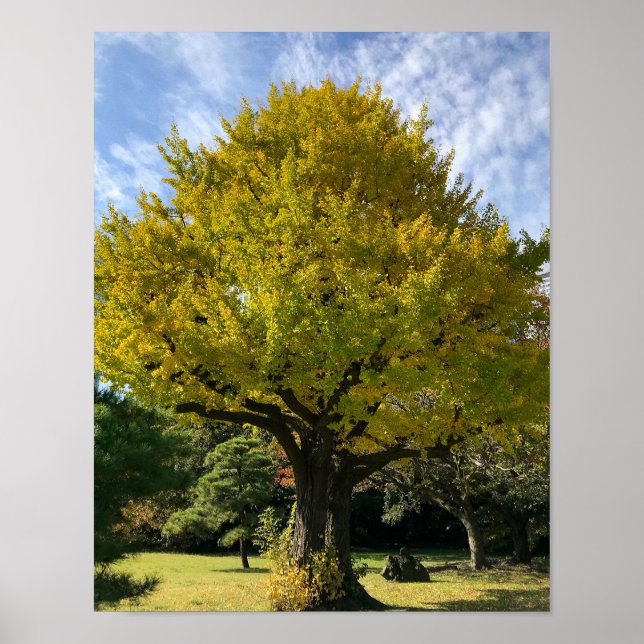 Ginkgo Träd av Golden Gult Poster (Framsidan)