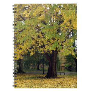 Ginkgo Träd i fallet Anteckningsbok