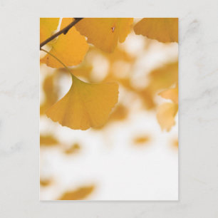 Ginkgo Vykort