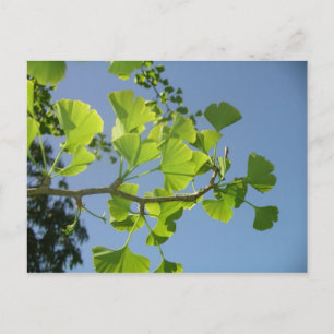 Ginkgo-vykort Vykort
