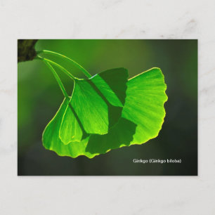 Ginkgobaum (Ginkgo biloba) Vykort