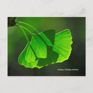 Ginkgobaum (Ginkgo biloba) Vykort