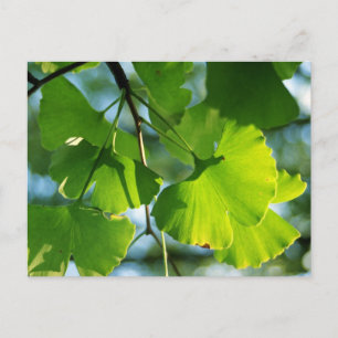Ginkgolönn på sommaren vykort