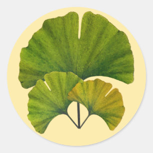 Ginkgolöv Runt Klistermärke