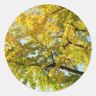 Ginkgoträd: Japan Runt Klistermärke
