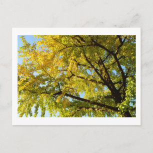Ginkgoträd: Japan Vykort