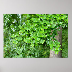 ginkgoträd med våta blad poster