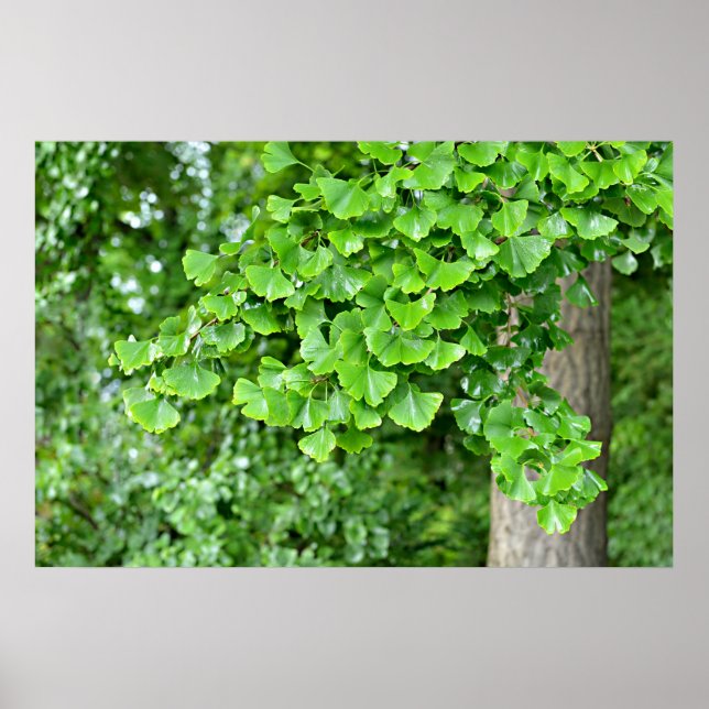 ginkgoträd med våta blad poster (Framsidan)