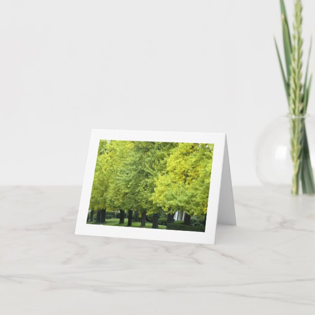 Ginkgoträd på höglandet Ave, Pittsburgh PA Kort (Framsida)