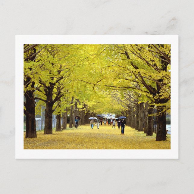 Ginkgoträd: Showa Kinen Park, Tokyo Vykort (Framsida)