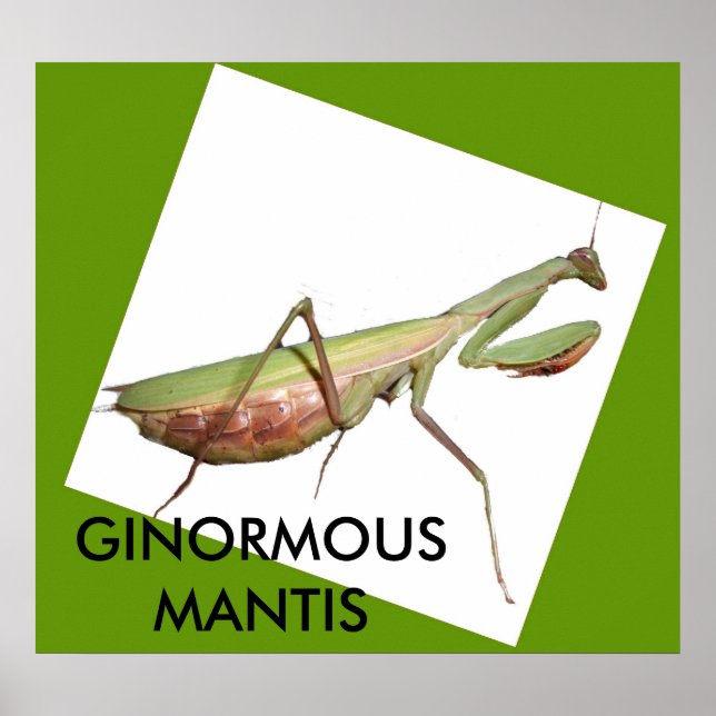 GINORMOUS MANTIS POSTER (Framsidan)