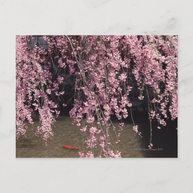 Gion, Kyoto-prefekturen, Japan Vykort (Framsida)