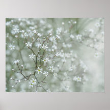Gipsophila Blommor Drömlik Naturfotografi