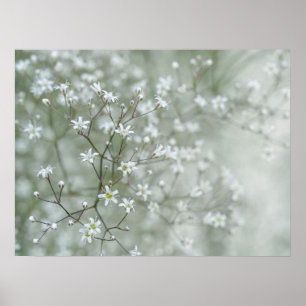 Gipsophila Blommor Drömlik Naturfotografi Poster