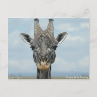 Girafe i Kenya Vykort