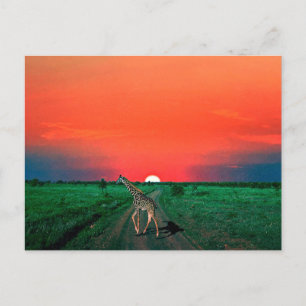 Girafe in Serengeti - Sunset Helg Vykort