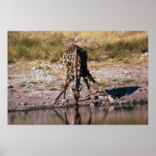 Giraff - dricka poster