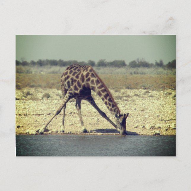 giraff etosha  vykort (Framsida)