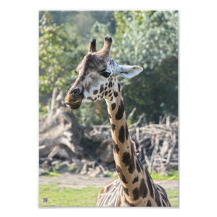 Giraff Fototryck