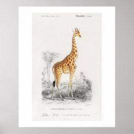 Giraff (Giraffa camelopardalis) illustration Poster