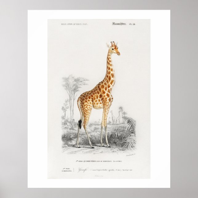 Giraff (Giraffa camelopardalis) illustration  Poster (Framsidan)