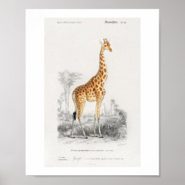 Giraff (Giraffa camelopardalis) illustration Poster