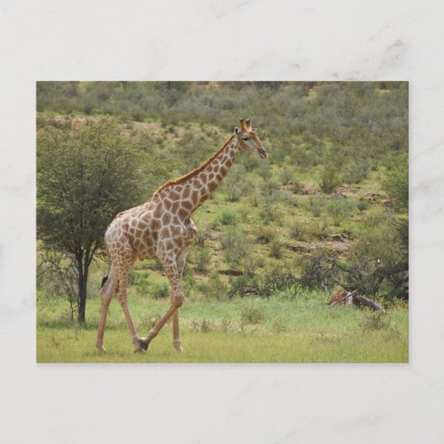 Giraff, Giraffa camelopardalis, Kgalagadi Vykort (Framsida)