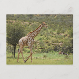 Giraff, Giraffa camelopardalis, Kgalagadi Vykort