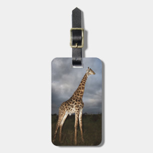 Giraff (Giraffacamelopardalis) Bagagebricka