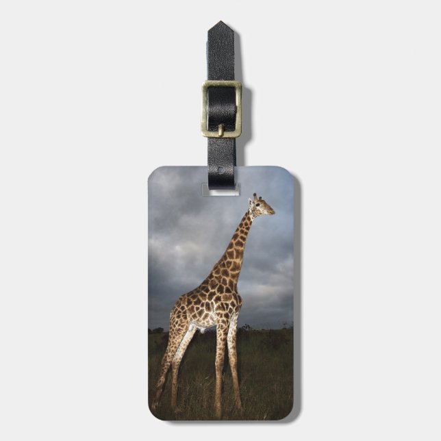 Giraff (Giraffacamelopardalis) Bagagebricka (Vertikal Framsida)