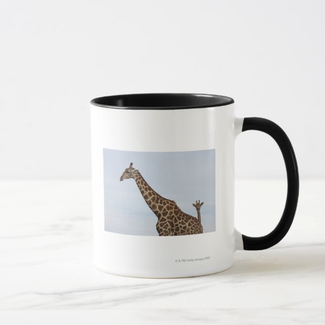 Giraff (Giraffacamelopardalis), Chobe medborgare Mugg (Höger)