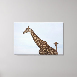 Giraff (Giraffacamelopardalis), Chobe medborgare P Canvastryck