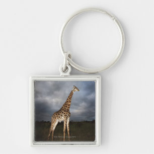 Giraff (Giraffacamelopardalis) Fyrkantig Silverfärgad Nyckelring