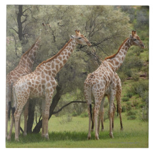 Giraff Giraffacamelopardalis, Kgalagadi 2 Kakelplatta