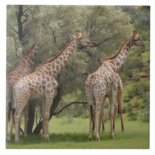 Giraff Giraffacamelopardalis, Kgalagadi 2 Kakelplatta (Framsidan)