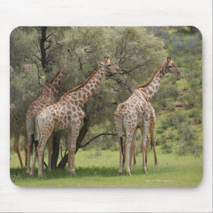 Giraff Giraffacamelopardalis, Kgalagadi 2 Musmatta