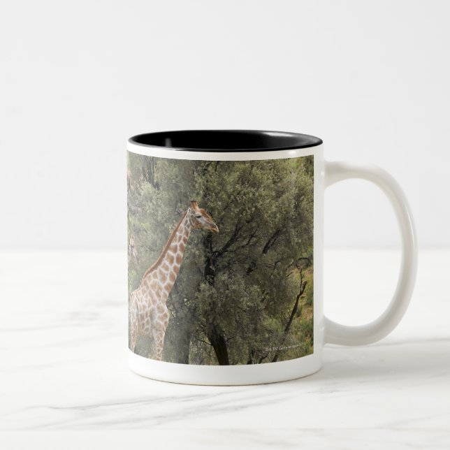Giraff Giraffacamelopardalis, Kgalagadi 3 Två-Tonad Mugg (Höger)