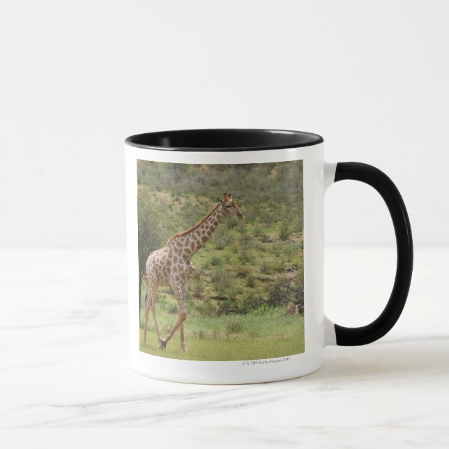 Giraff Giraffacamelopardalis, Kgalagadi Mugg (Höger)
